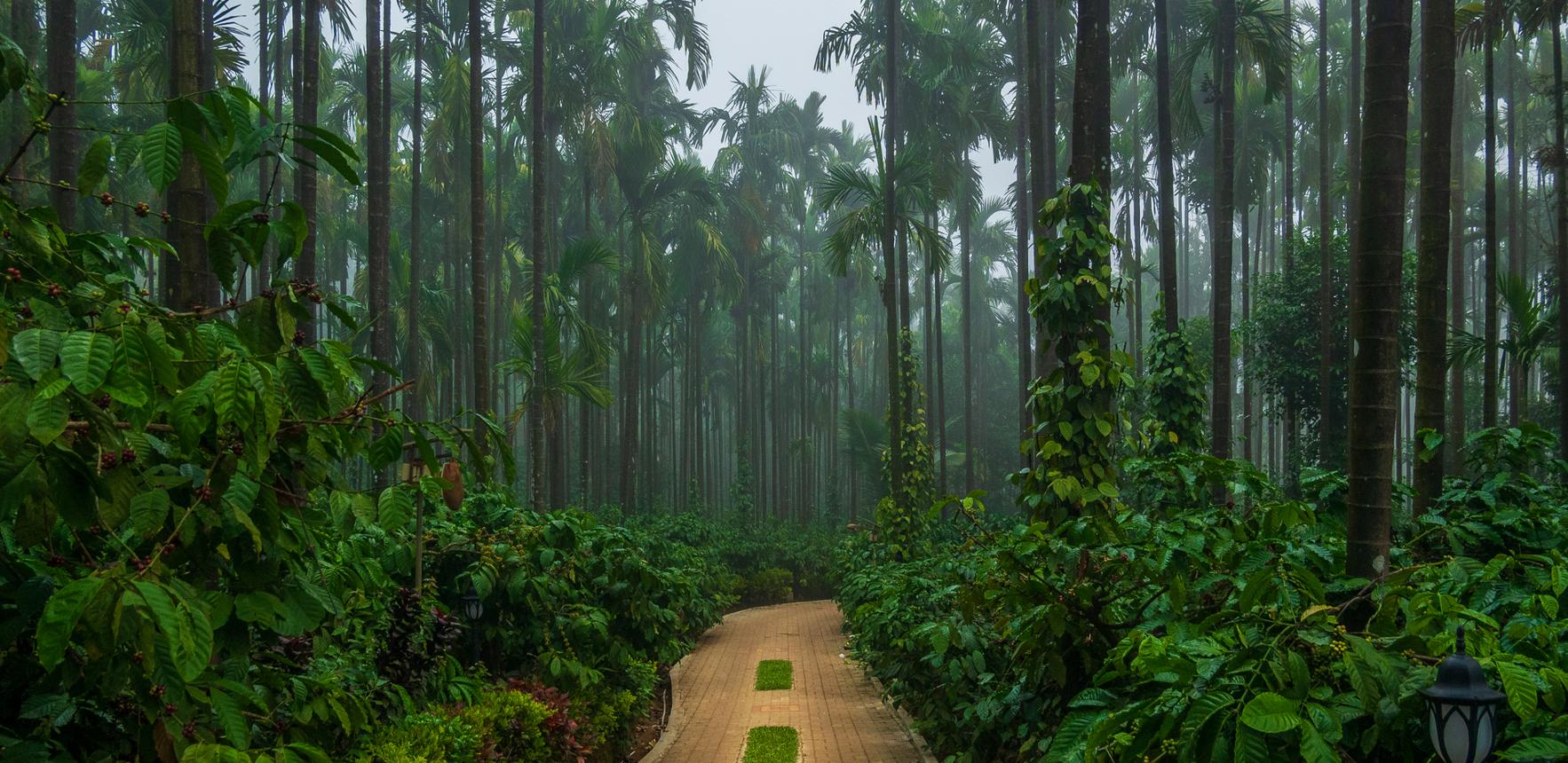 Coffee Plantation