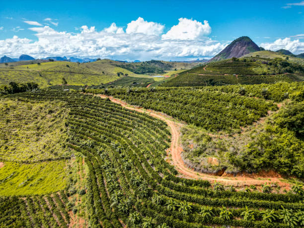 Coffee Cultivation