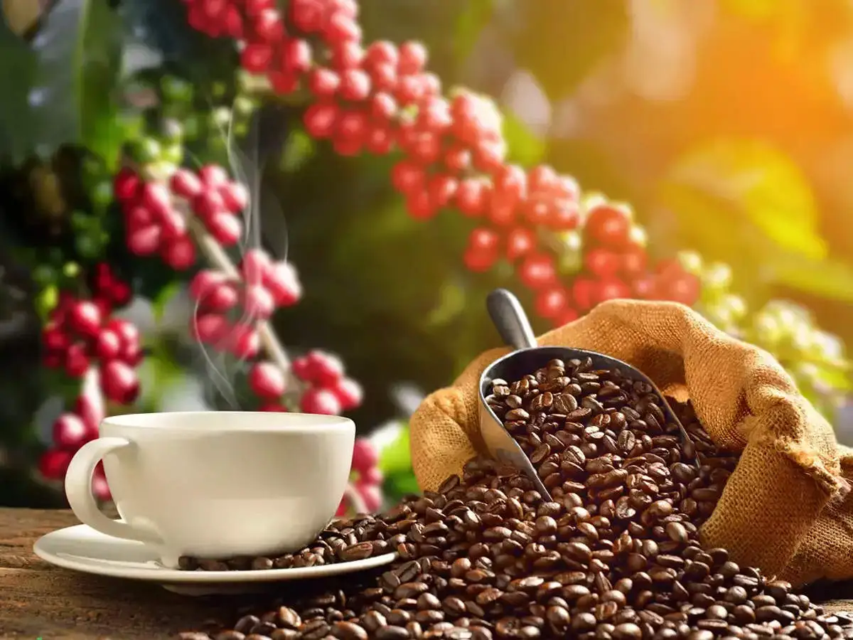 Export Coffee
