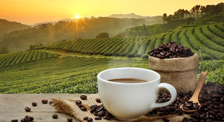 Coffee Process