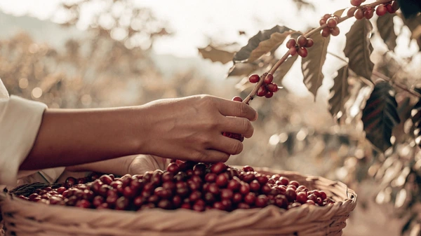 Coffee Harvesting