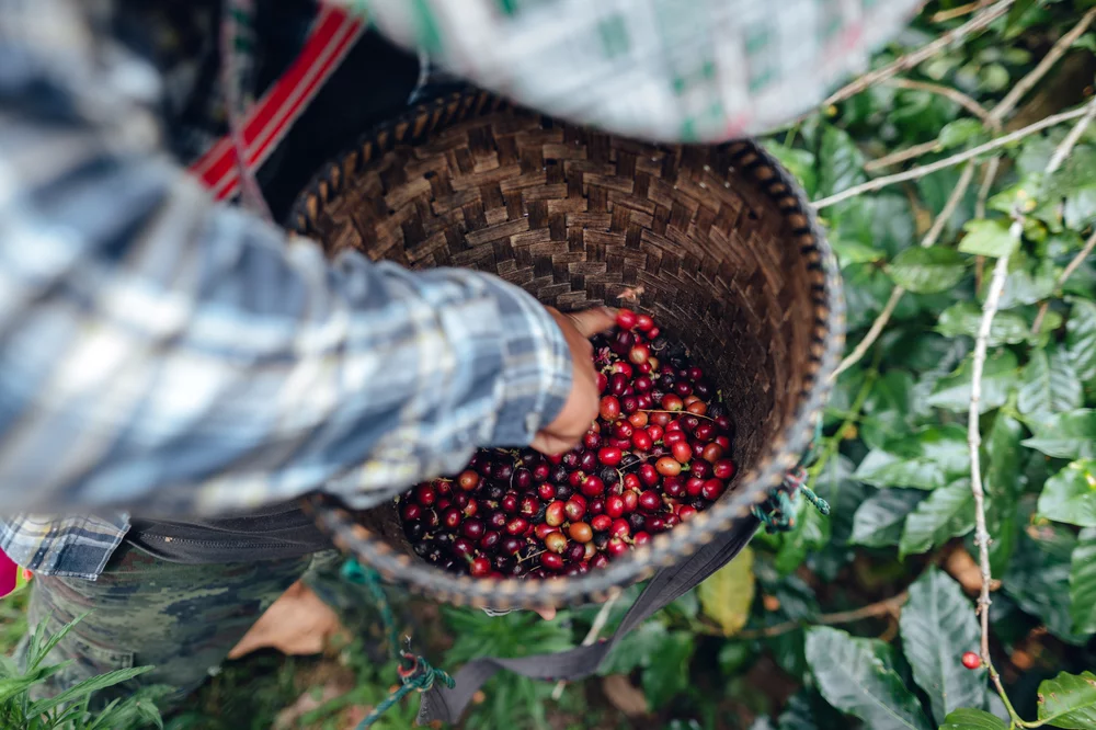 Plantation Coffee